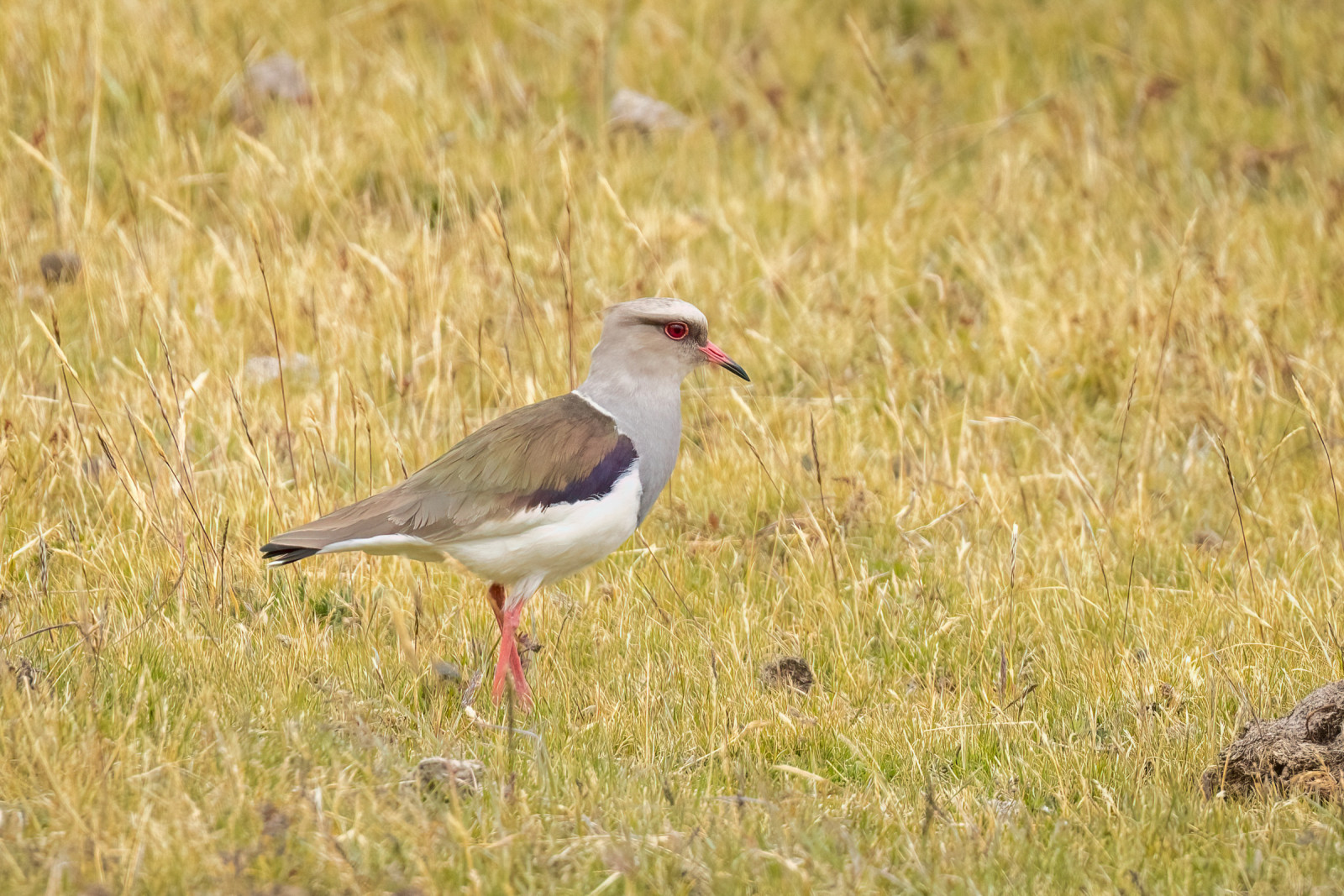 image Andean Lapwing